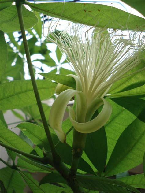 發財樹開花時間|發財樹花苞：幸福的象徵，讓你的家佈滿福氣 – 植物盆栽綠寶典